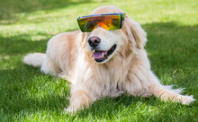 A Golden Retriever Sits In The Grass Wearing Sun Glasses