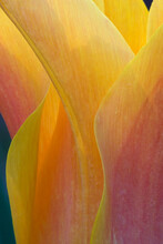 Yellow And Pink Tulip.