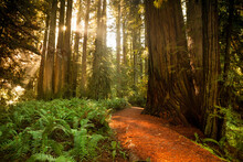 Giant Trees And Lush Forest In The Humboldt Redwoods State Park California, USA