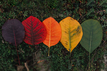 Rainbow Leaves In The Fall