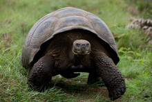A Giant Tortoise Walks Along The Rim Of Vulcan Alcedo (Alcedo Volcano) On Isabella Island In The Galapagos.
