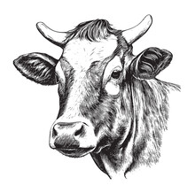 Farm Cow Head Sketch Hand Drawn Line Art Engraving Vector Illustration
