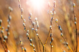 Fototapeta Dmuchawce - Willow branches with catkins in the forest on a blurred background, willow - Easter symbol