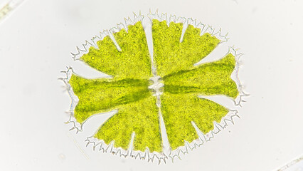 Freshwater phytoplankton / green algae called Micrasterias. Microscopic image with selective focus