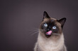 hungry siamese cat portrait. the cat is licking it's mouth and waiting for snacks. studio shot on brown background with copy space