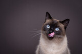 Fototapeta Kawa jest smaczna - hungry siamese cat portrait. the cat is licking it's mouth and waiting for snacks. studio shot on brown background with copy space