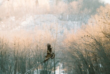 A Juvenile Bald Eagle Flies In A Forest In Front Of A Group Of Eagles