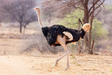 Ostrich In Okonjima Nature Reserve, Namibia, Africa
