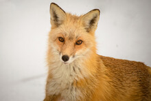 Close-up Portrait Of Fox In Snow