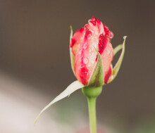 Close-up Of Red Rose Bud In Park