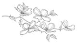 Fototapeta Kosmos - Branch of outline American dogwood or Cornus Florida flower and foliage in black isolated on white background. 