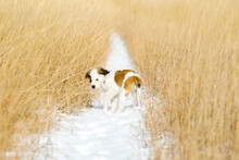 A Saint Bernard Puppy In A Snowy Field