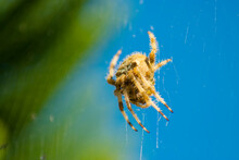 Araneus Angulatus Spider On Web
