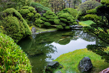 A Calm Pool Reflects Traditionally Pruned Trees And Classic Oriental Landscape In The Beautiful Japanese Tea Garden, In Golden Gate Park, San Francisco.