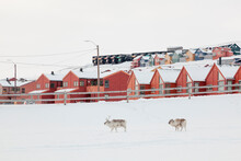 Svalbard Reindeer (Rangifer Tarandus Platyrhynchus) Walk Past Townhouses In Longyeabyen, Svalbard.