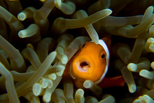 False Clown Anemonefish (Amphiprion Ocellaris) Within The Tentacles Of A Magnificent Sea Anemone (Heteractis Magnifica), Indones