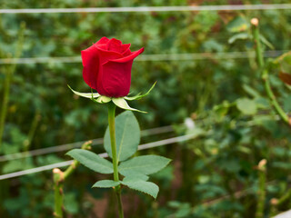 Plantation roses growing inside in a greenhouse