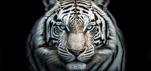 Closeup Head Of White Tiger On Black Background. Wildlife Animal. Digital Art, Generative Ai	