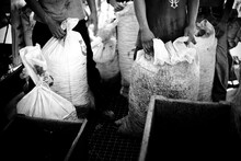 Hands Of Workers Holding Sacs Full Of Beans At A Coffee Plant In Chiapas, Mexico (black And White)