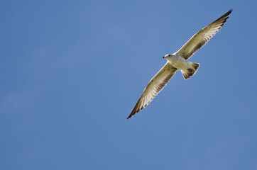 Canvas Print - Ring-Billed Gull Flying in a Cloudy Blue Sky