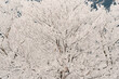 © Tatsuya Kanabe/Stocksy - Dry branches of tree branches in winter