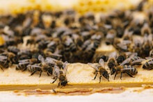Beehive Honeybee Swarm 
