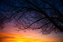 Colorful Sunset Behind A Newly Budding Tree With Bird On Branch