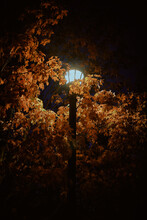 A Street Light Against A Tree With Orange Leaves 