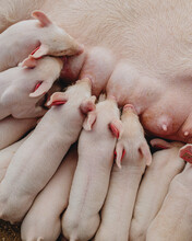 Piglets Suckling From Mama Pig