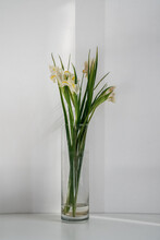Fading White Daffodils In Vase