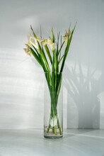 Fading White Daffodils 