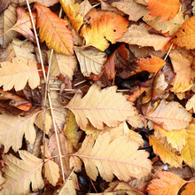 Fallen Koelreuteria Leaves In Autumn