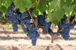 © Monica Murphy/Stocksy - Red grapes on the vine in Cailfornia