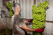 A Man Works In A Banana Factory