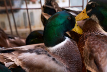 Closeup Of Blue-headed Duck In The Market