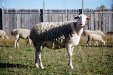 Sheep On The Farm