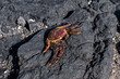 © Bisual Studio/Stocksy - Red crab on a rock