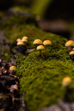 Wild Mushroom On The Spruce Stump