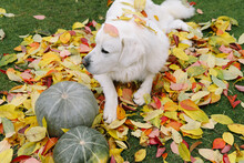 Autumn Dog













