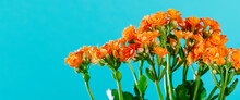 Orange Flowers Of A Kalanchoe Plant, Banner Format