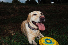 Portrait Of A Happy Smiling Labrador Dog