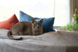 © Rowena Naylor/Stocksy - Burmese cat