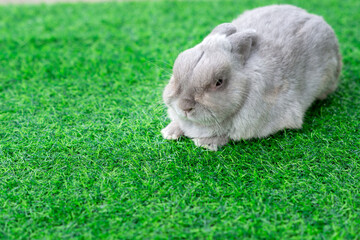 Wall Mural - Adorable gray rabbit sit isolated on green grass field background. Cute fur easter bunny are rodent mammal. Sweet furry small wabbit. Portrait baby grey funny little pet. Puppy hare animal lying