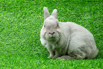 Wall Mural - Adorable gray rabbit sit isolated on green grass field background. Cute fur easter bunny are rodent mammal. Sweet furry small wabbit. Portrait baby grey funny little pet. Puppy hare animal lying