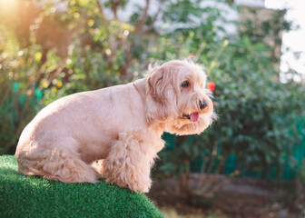 Wall Mural - Happy Cockapoo dog sit on green grass. Puppy Cockapoo or adorable cocker is mixed breeding animal (brown fur Cocker Spaniel, Poodle) Funny hairy canine. Cute Cocker dog in garden blurry background