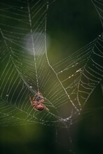 Orb Weaver Spider On Dew Covered Web