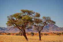 Large Acacia Tree In The African Savanna  Of Namibia, Africa
