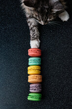 Cute Grey Cat Touch Macaroons On The Dark Background