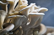 Oyster mushrooms being grown for food
