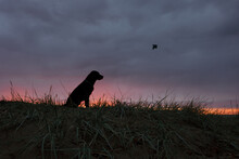 Silhouette Of A Sitting Dog And A Flying Bird Against The Sunset Sky